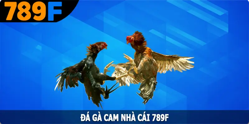 Đá gà Cam – Trải Nghiệm Những Trận Đấu Mãn Nhãn Ngay Tại Nhà 4 Đá gà Cam – Trải Nghiệm Những Trận Đấu Mãn Nhãn Ngay Tại Nhà