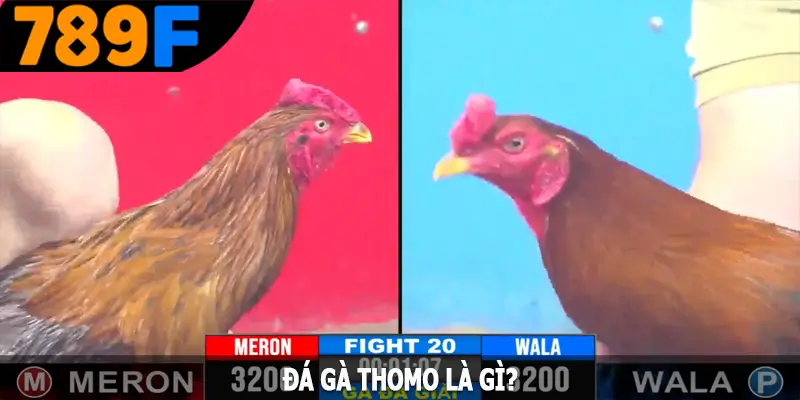 Đá gà Thomo là gì? Đá gà Thomo là gì?