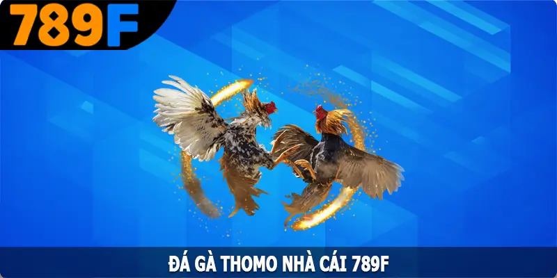 Đá Gà Thomo - Trải Nghiệm Sân Chơi Chọi Gà Đình Đám 789F 6 Đá Gà Thomo - Trải Nghiệm Sân Chơi Chọi Gà Đình Đám 789F