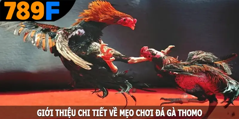 Giới thiệu chi tiết về mẹo chơi đá gà Thomo Giới thiệu chi tiết về mẹo chơi đá gà Thomo