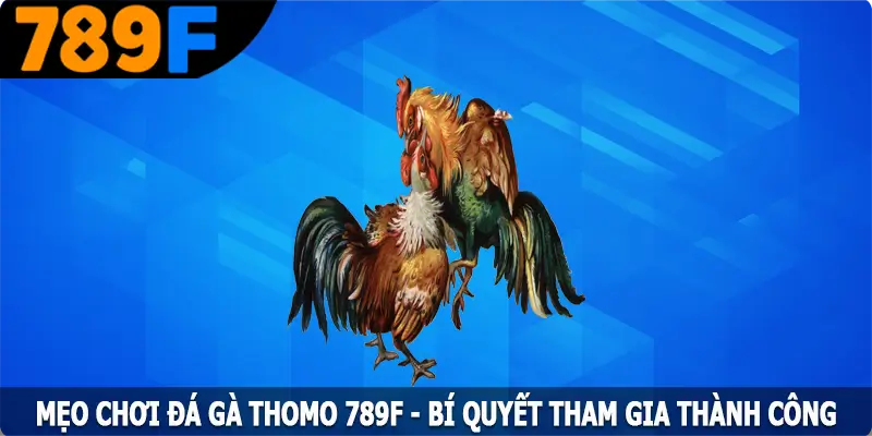 Mẹo Chơi Đá Gà Thomo 789F - Bí Quyết Tham Gia Thành Công 3 Mẹo Chơi Đá Gà Thomo 789F - Bí Quyết Tham Gia Thành Công