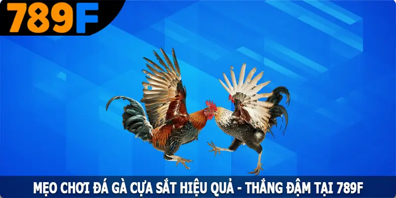Mẹo Chơi Đá Gà Cựa Sắt Hiệu Quả - Thắng Đậm Tại 789F 2 Mẹo Chơi Đá Gà Cựa Sắt Hiệu Quả - Thắng Đậm Tại 789F