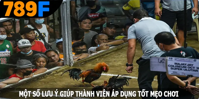 Một số lưu ý giúp thành viên áp dụng tốt mẹo chơi đá gà cựa sắt Một số lưu ý giúp thành viên áp dụng tốt mẹo chơi đá gà cựa sắt